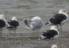 Caspian Gull at Hole Haven Creek (Steve Arlow) (46948 bytes)